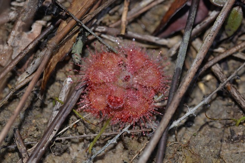 tropical sundew