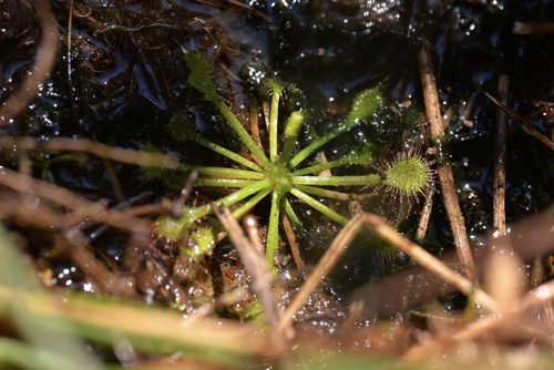 Drosera oblanceolata