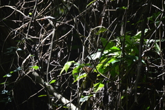 Morpho helenor montezuma