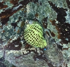 Acanthinucella punctulata