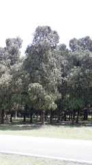 Cupressus pendula