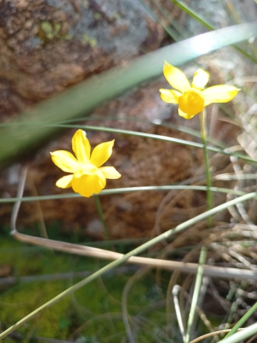 Image of Narcissus fernandesii by no rights reserved