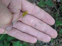 Carex cephalophora