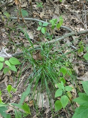 Carex cephalophora