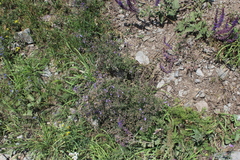 Teucrium orientale