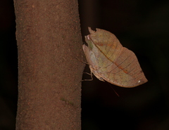 Kallima horsfieldii