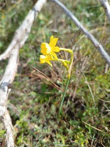 Rush-leaved narcissus (Narcissus fernandesii)