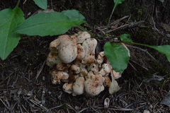 Albatrellaceae