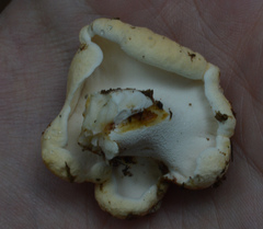 Albatrellaceae