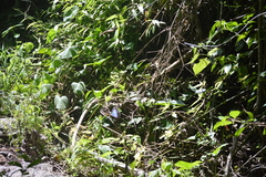 Morpho helenor montezuma