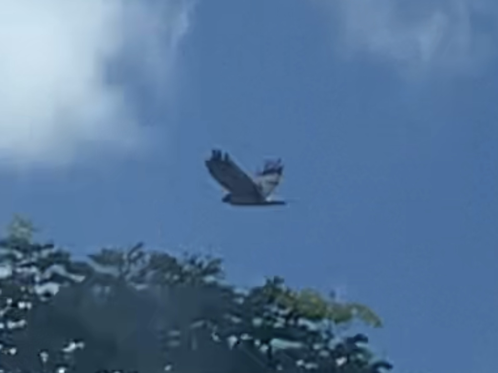 Reunion Harrier (Circus maillardi), photo 4