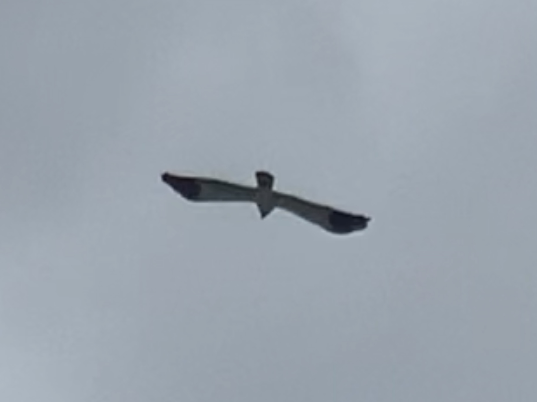 Reunion Harrier (Circus maillardi), photo 5