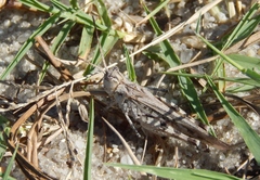 Psinidia fenestralis