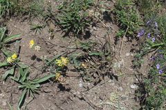 Anthyllis vulneraria boissieri