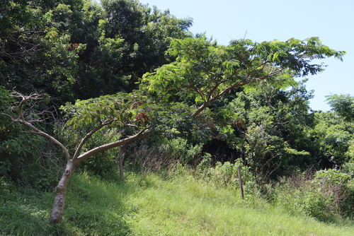 Foto de Albizia