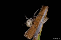 Larinioides suspicax