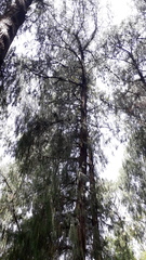 Cupressus pendula