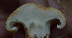 Albatrellaceae