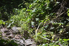 Morpho helenor montezuma