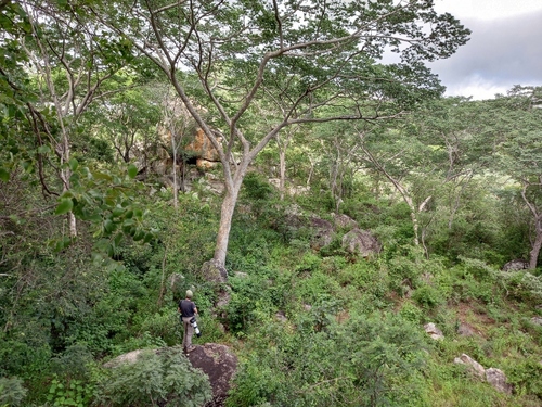 Brachystegia tamarindoides, photograph 3