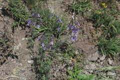 Teucrium orientale