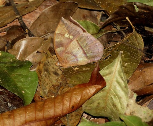 Mariposa sátira gigante