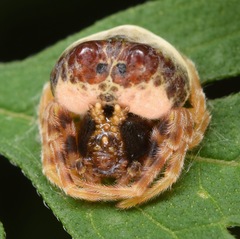 Mastophora hutchinsoni