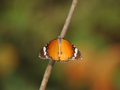 Danaus chrysippus
