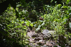 Morpho helenor montezuma