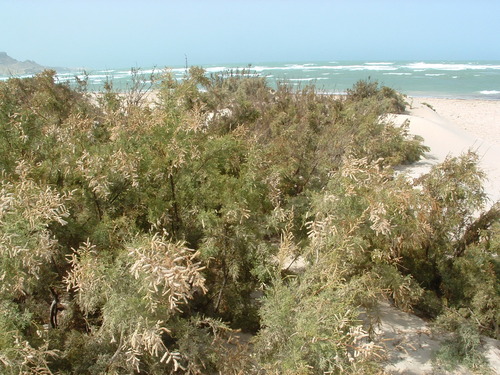 athel tamarisk