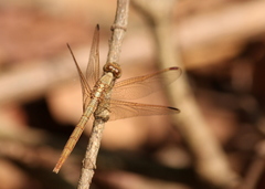 Neurothemis intermedia
