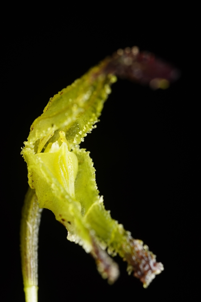 Porroglossum mordax
