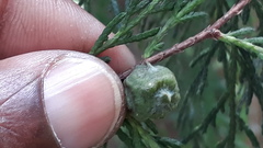 Cupressus pendula