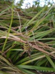 Argiope bruennichi