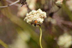 Galactomyia