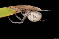 Larinioides suspicax