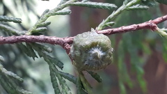 Cupressus pendula
