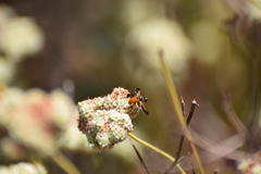 Galactomyia
