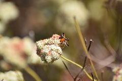Galactomyia