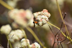 Galactomyia
