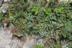 Sanguisorba minor balearica