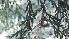 Cupressus pendula