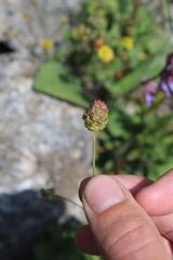 Sanguisorba minor balearica