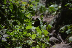 Morpho helenor montezuma