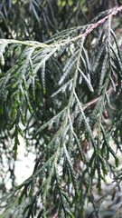 Cupressus pendula