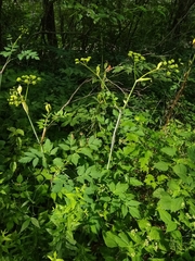 Angelica triquinata