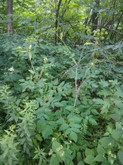 Angelica triquinata