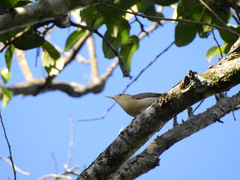 Campylorhynchus turdinus