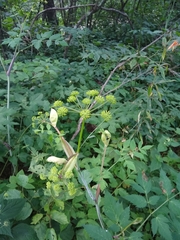 Angelica triquinata