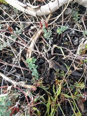 Indigofera mauritanica